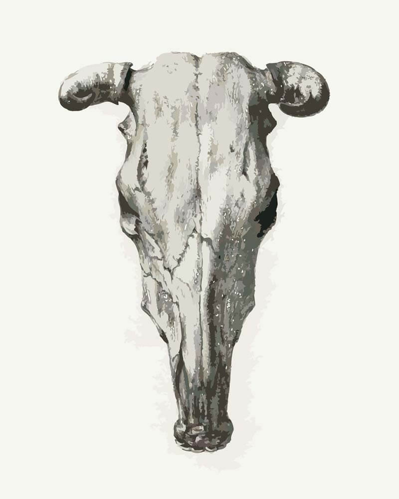 Paint by Numbers -Skull of a Cow | Jean Bernard