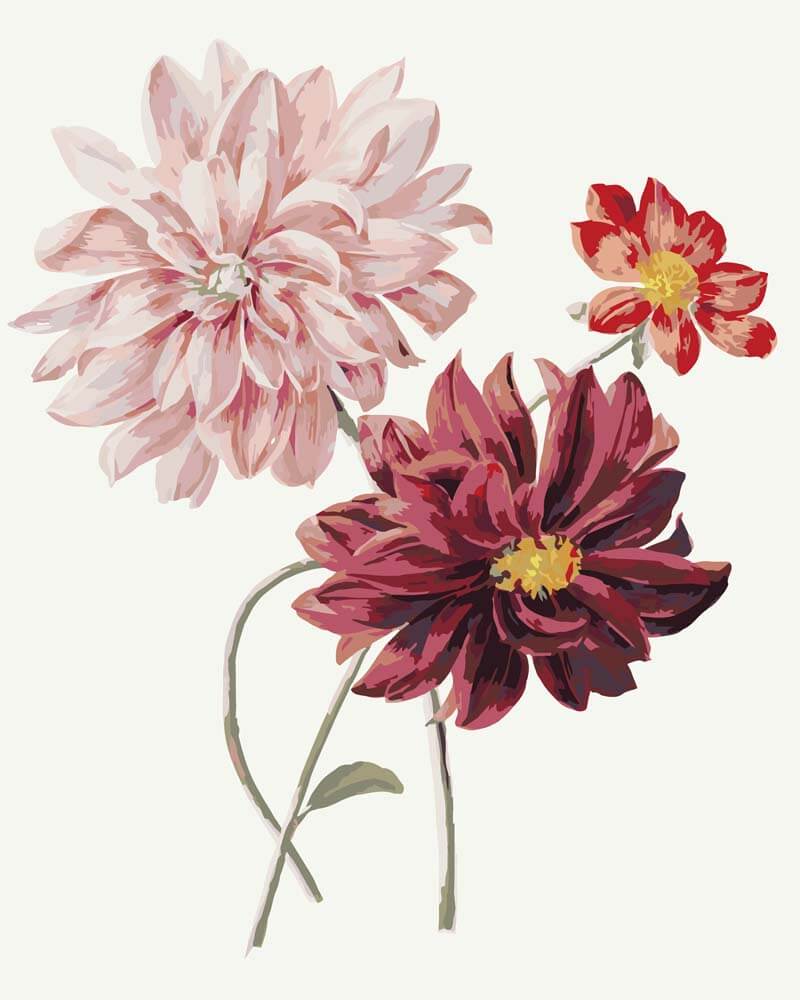 
Paint by Numbers - Dahlias | Willem Hekking