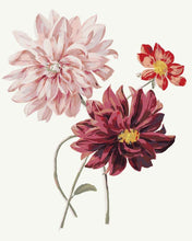 Load image into Gallery viewer, Paint by Numbers - Dahlias | Willem Hekking
