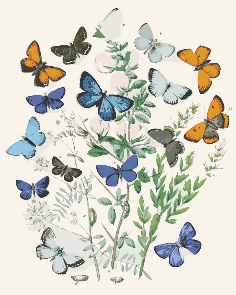 
Paint by Numbers - European Butterflies and Moths | William Forsell Kirby