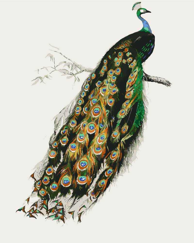
Paint by Numbers - Indian Peacock (Pavo cristatus) | Charles Dessalines D'Orbigny