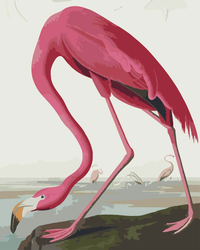 
Paint by Numbers - Roseate Flamingo from Birds of America  | John James Audubon