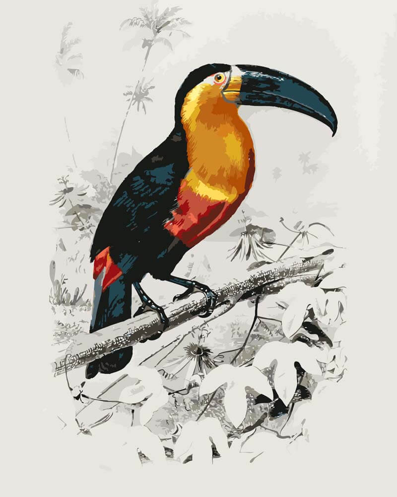 
Paint by Numbers - Toucan (Ramphastos) | Charles Dessalines D'Orbigny