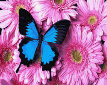 Load image into Gallery viewer, Paint by Numbers DIY - Butterfly on pink chrysanthemums
