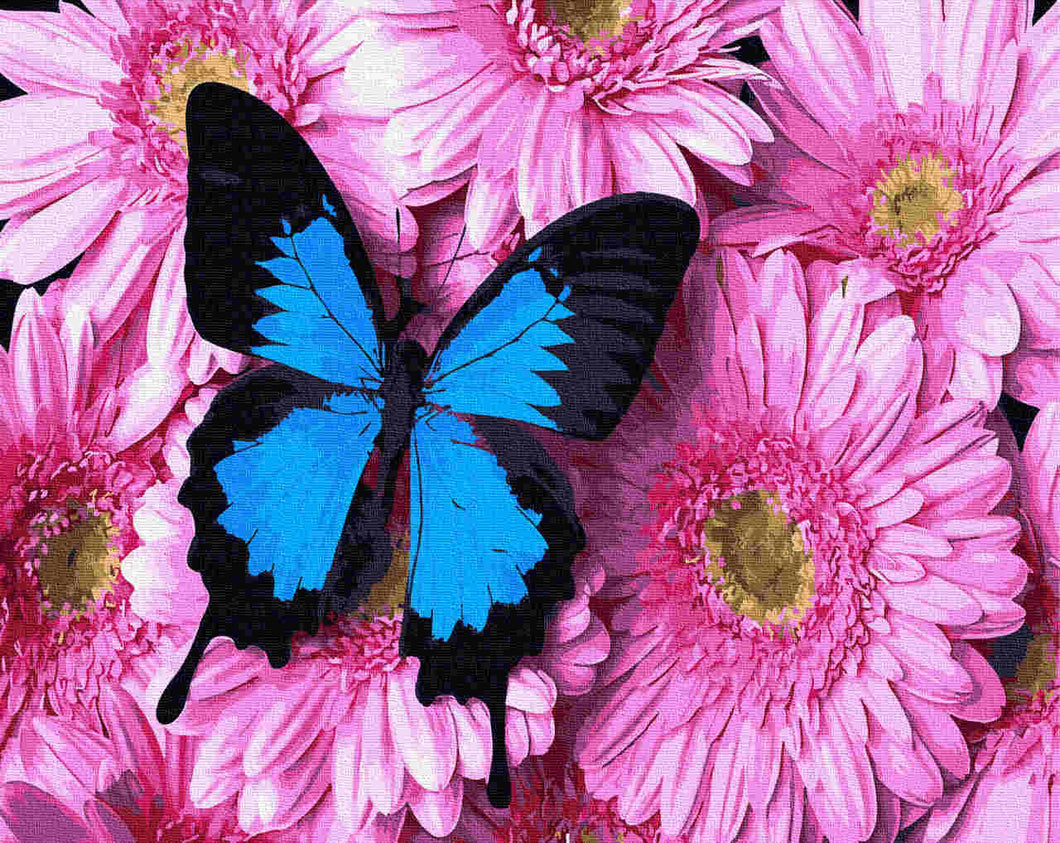 Paint by Numbers DIY - Butterfly on pink chrysanthemums