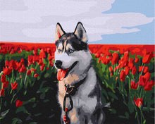 Load image into Gallery viewer, Paint by Numbers DIY - Husky in a tulip field
