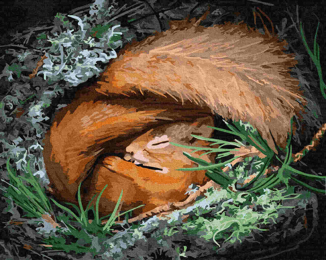 Paint by Numbers DIY - Sweet Sleep of the Squirrel