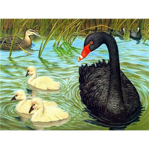 Paint by Numbers - Black Swan in the Lake
