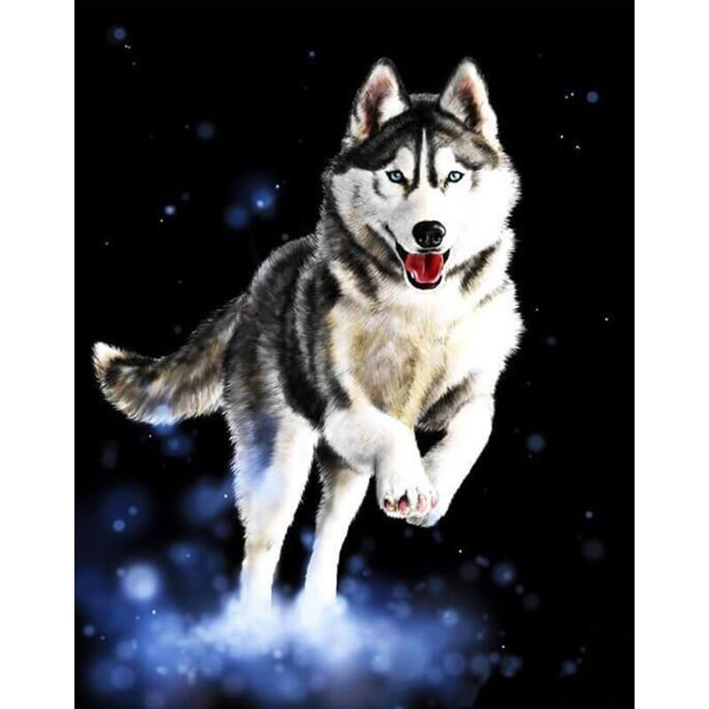 Paint by Numbers - Husky