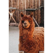 Load image into Gallery viewer, Paint by Numbers - Lama - Alpaca
