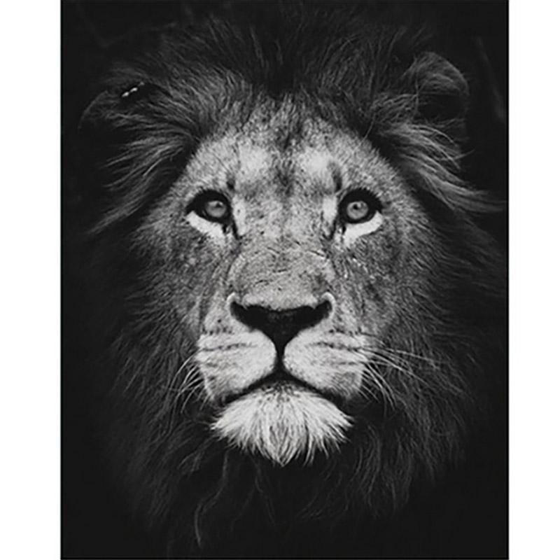 Paint by Numbers - Lion in Black and White