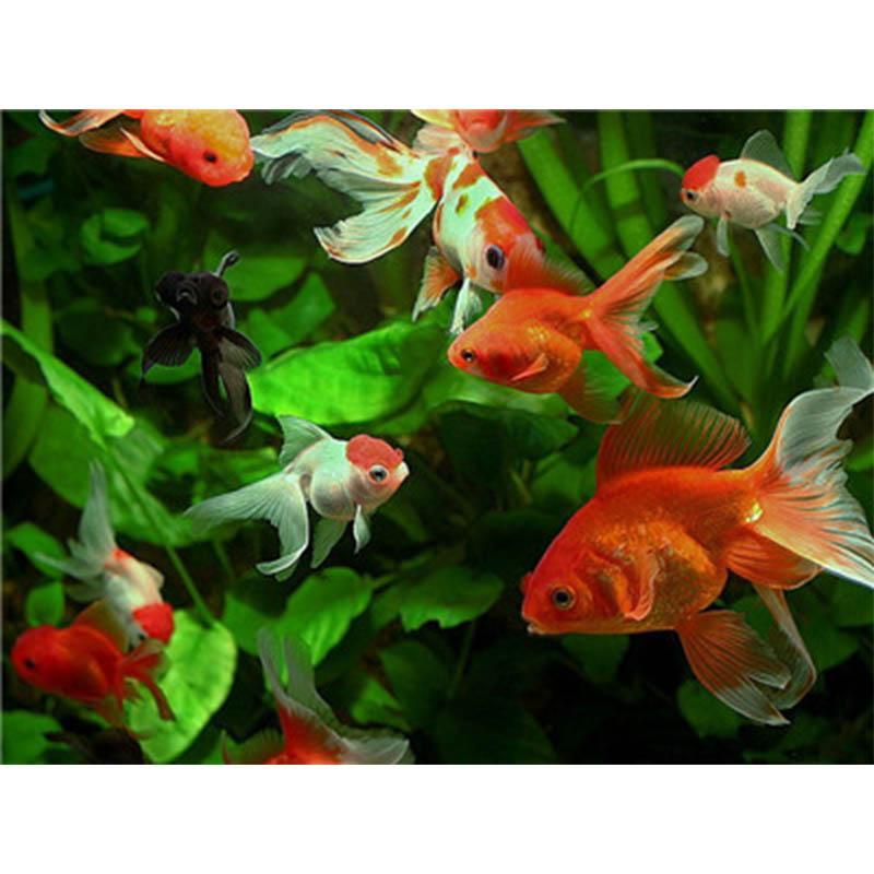 Paint by Numbers - Ornamental Fish in Water