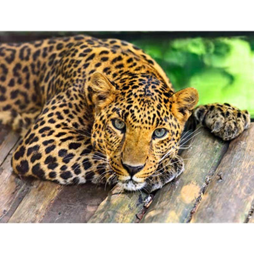 Paint by Numbers - Resting Leopard