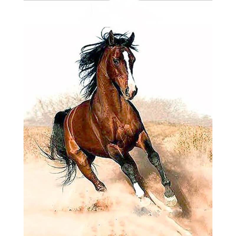 Paint by Numbers - Wild Horse